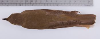 Media type: image;   Ornithology 209097